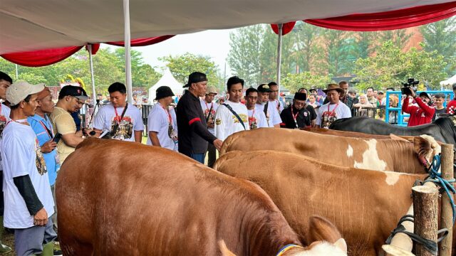 Dari Jawa hingga Kalimantan, Peternak Berkumpul di Kontes Sapi APPSI Piala Presiden 2026