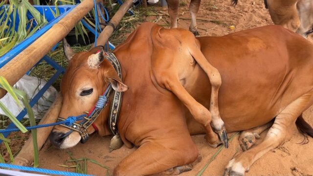 TKT Farm Boyolali Ukir Prestasi, Sapi Berkaki Enam Juara di Kontes APPSI Piala Presiden 2026