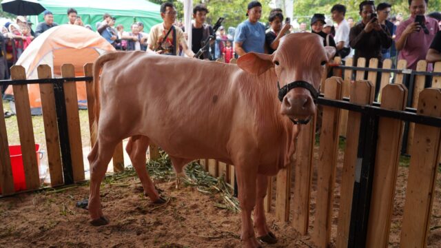 Dari Prestasi hingga Nilai Jual, Kontes Sapi APPSI Piala Presiden 2026 Bangkitkan Kebanggaan Peternak